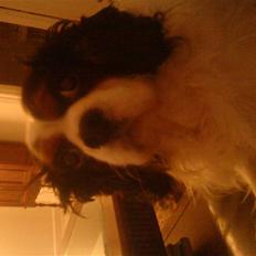 Cavalier king charles spaniel Sofus