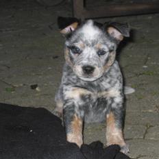 Australsk cattledog Andy