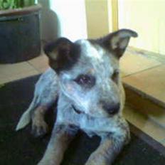 Australsk cattledog Andy