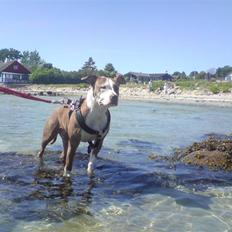 Amerikansk staffordshire terrier Nila