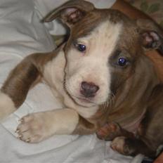 Amerikansk staffordshire terrier Nila