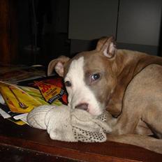 Amerikansk staffordshire terrier Nila