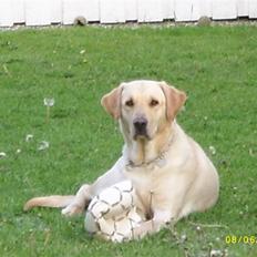 Labrador retriever Caesar