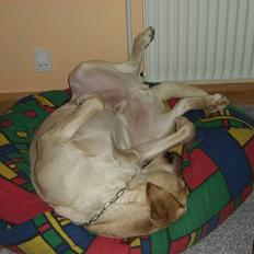 Labrador retriever Caesar