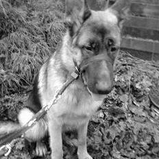 Schæferhund Bøgenakkegårdens Bobo *