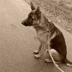 Schæferhund Bøgenakkegårdens Bobo *