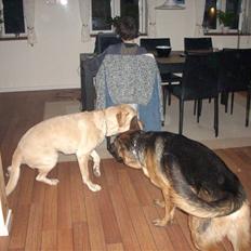 Schæferhund Bøgenakkegårdens Bobo *