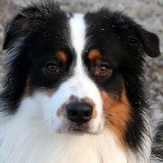 Australian shepherd "Murphy"