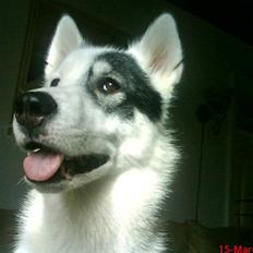 Grønlandshund Ronja