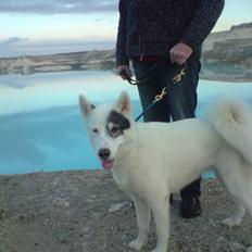 Grønlandshund Ronja