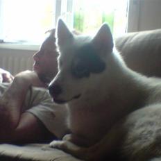 Grønlandshund Ronja