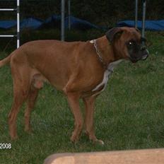Boxer czantoz R.I.P ;( 