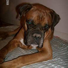 Boxer czantoz R.I.P ;( 