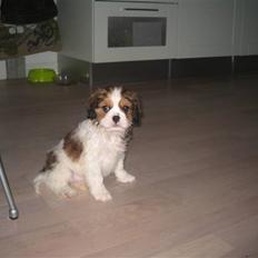 Blanding af racer Bailey