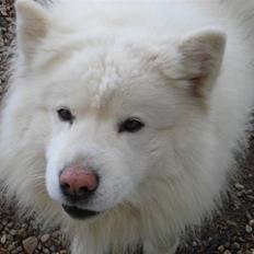 Samojedhund Rico