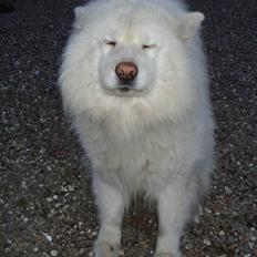 Samojedhund Rico
