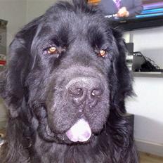 Newfoundlænder Samson