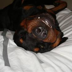 Rottweiler Rantzau