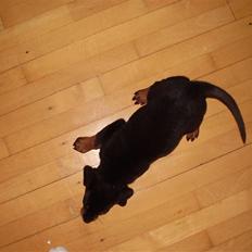 Rottweiler Rantzau