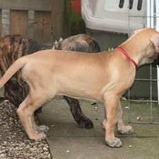 Grand danois Maxidan's "Enya"