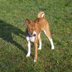 Basenji Tikko