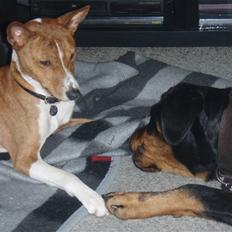 Basenji Tikko