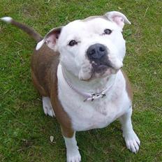 Amerikansk staffordshire terrier PIXIE