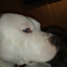 Amerikansk staffordshire terrier PIXIE