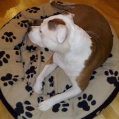 Amerikansk staffordshire terrier PIXIE