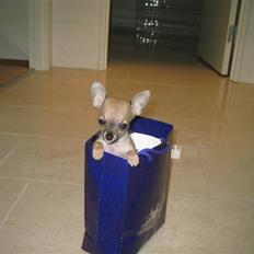Chihuahua Chicka