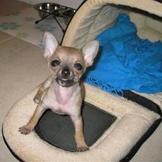 Chihuahua Chicka