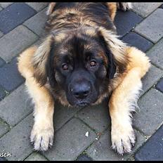 Leonberger Hercules