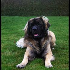 Leonberger Hercules