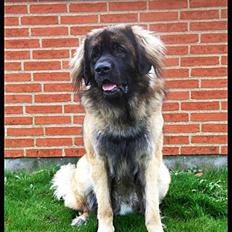 Leonberger Hercules
