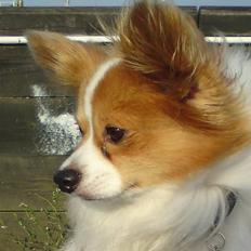 Papillon Felix