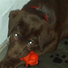Labrador retriever CHOKO