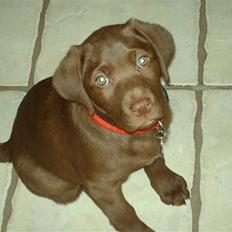 Labrador retriever CHOKO