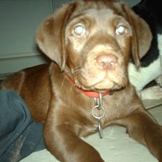 Labrador retriever CHOKO