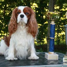 Cavalier king charles spaniel Popeye