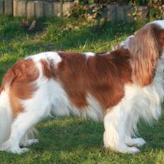 Cavalier king charles spaniel Popeye