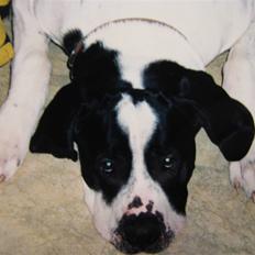 Blanding af racer R.I.P. *Balto*