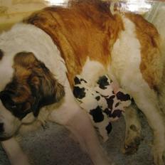 Blanding af racer R.I.P. *Balto*