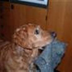 Golden retriever Balto