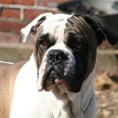 Blanding af racer Ludvig