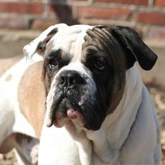 Blanding af racer Ludvig