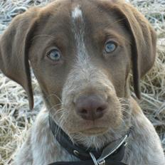 Blanding af racer Dixie