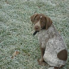 Blanding af racer Dixie