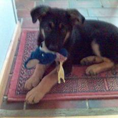 Schæferhund Charlie