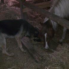 Schæferhund Charlie