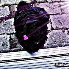 Shih tzu Taybes Coco|Solgt